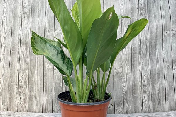 Aglaonema