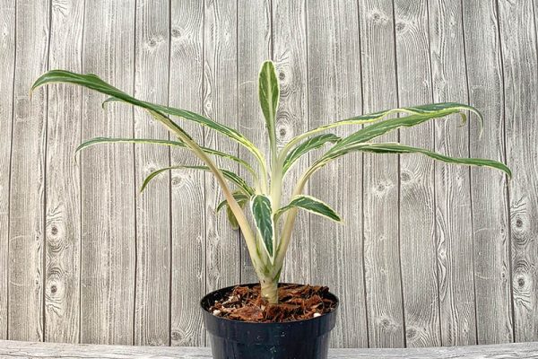 Aglaonema Bamboo