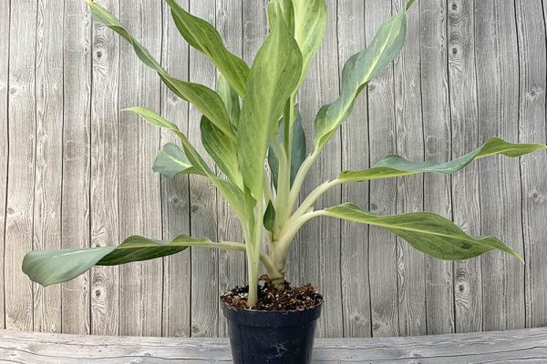 Aglaonema Grey