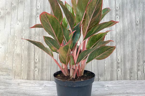 Aglaonema Siam Aurora