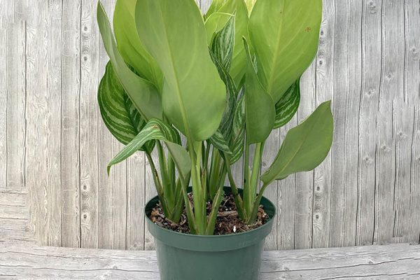 Aglaonema Stripes