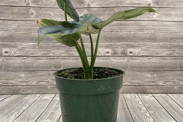 Alocasia Dragon Scale