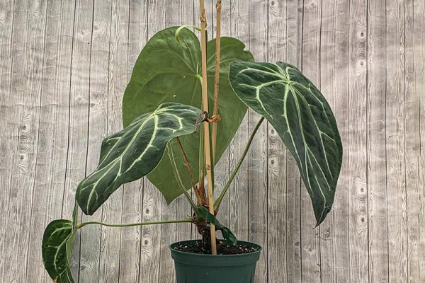 Anthurium Magnificum