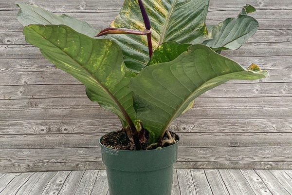 Anthurium Thai Ruby Large (rare)