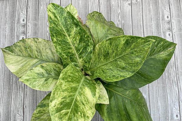 Anthurium White Tiger 2 (rare)