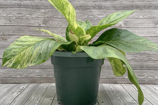 Anthurium White Tiger (rare)