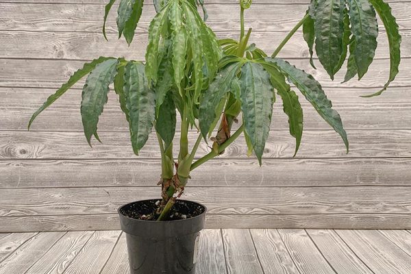 Anthurium cochabamba rare