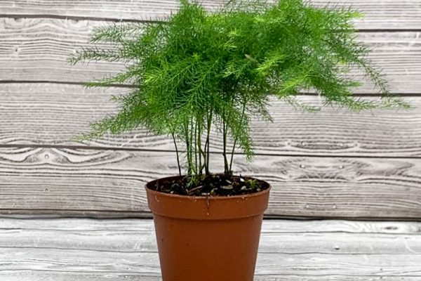 Asparagus plum Rosa Fern