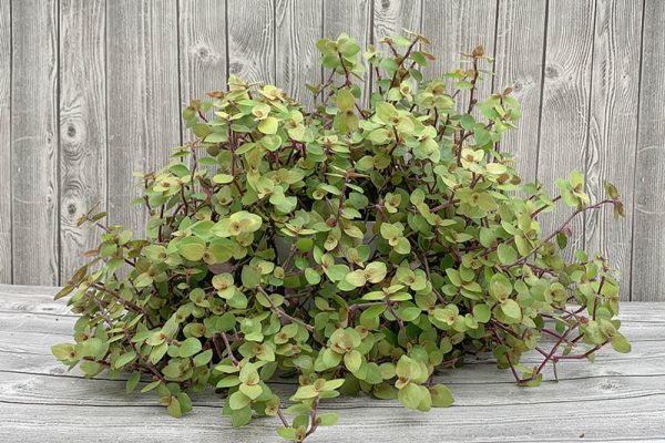 Callisia Repens Bolivian Jew