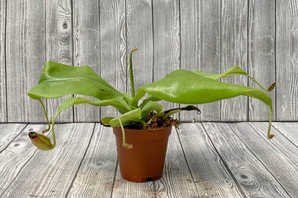 Carnivorous Pitcher Plant