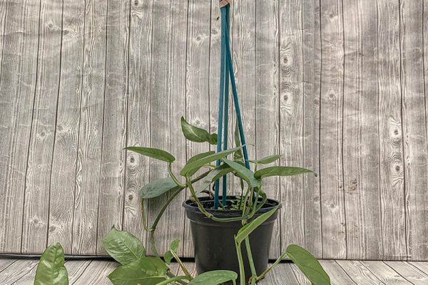 Cebu Blue Pothos