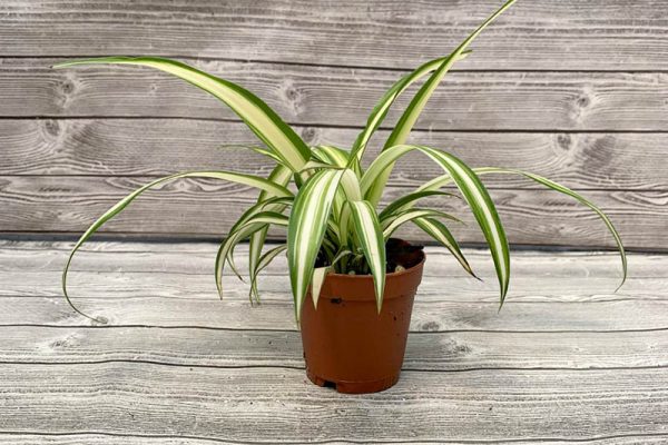 Chlorophytum biohettil Spider Plant Variegated