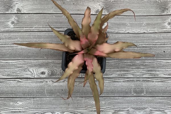 Cryptanthus Assorted Cultivars