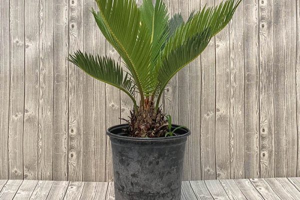 Cycas revoluto King Sago Palm