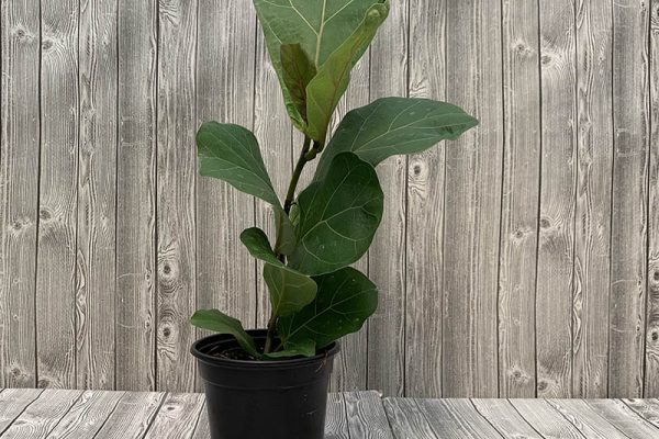 Ficus Iyrata Bambino Fiddle Leaf Fig