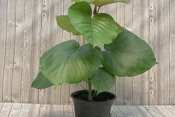 Ficus Umbellata