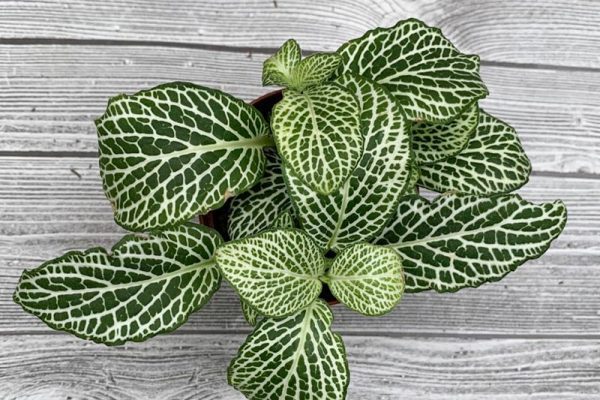 Fittonia White Nerve Plant