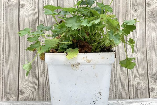 Heuchera Fairy Dust Coral Bells