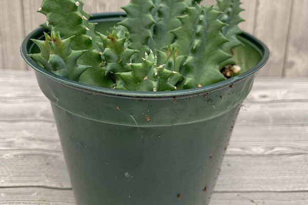 Huernia Zebrina Lifesaver