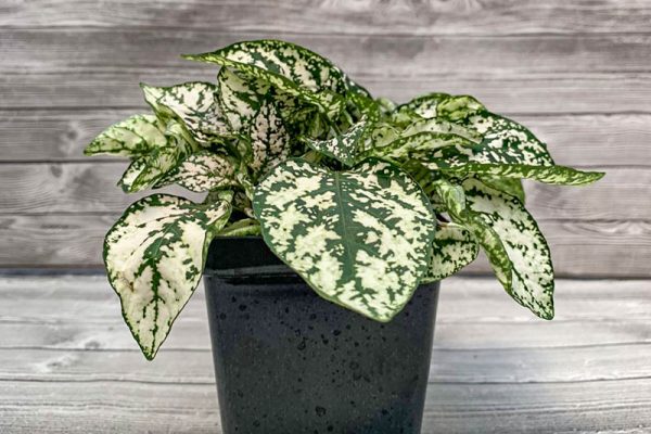 Hypoestes Polka Dot Plant