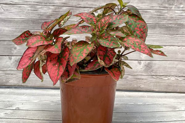 Hypoestes Polka Dot Splash Pink