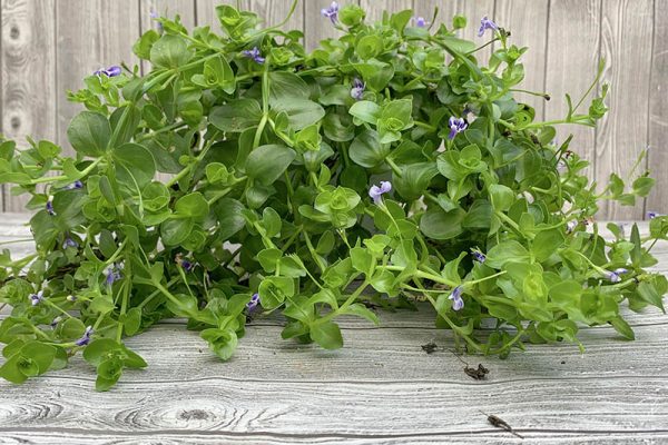 Lindernia grandiflora Blue Moneywort