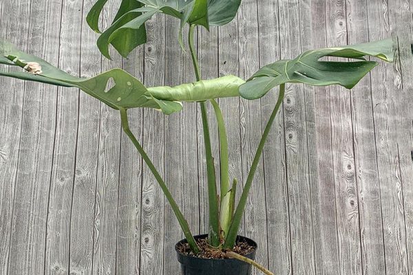 Monstera Thai Constellation 9rare)