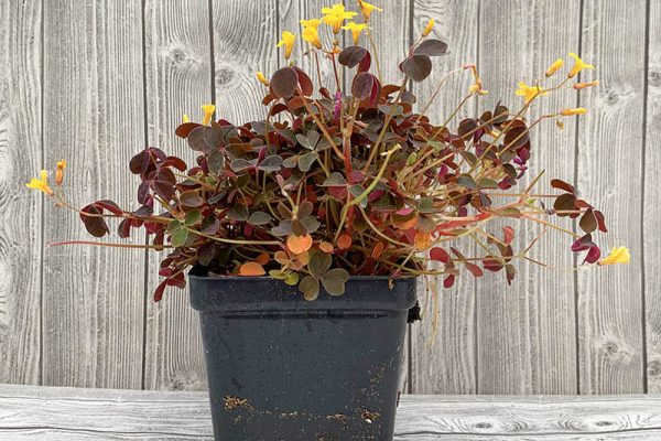 Oxalis Burgundy Shamrock