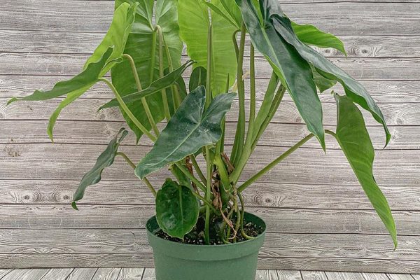 Philodendron Burie Marx Veriegated ( rare)