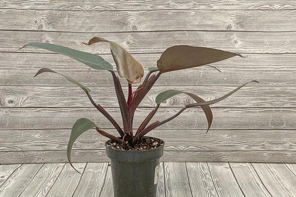 Philodendron Dark Lord