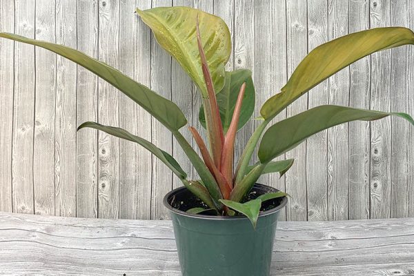 Philodendron Imperial Red