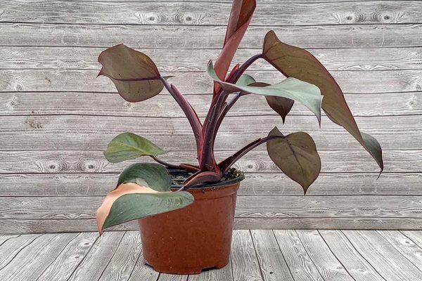 Philodendron Pink Princess (rare)