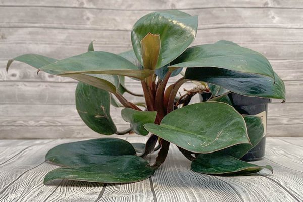 Philodendron Red Congo Dwarf Rare