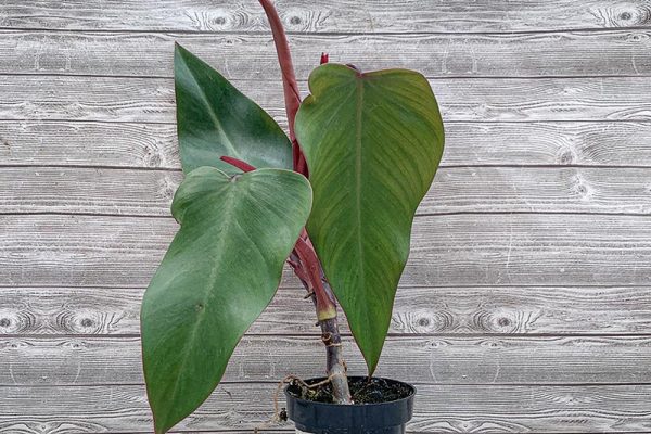 Philodendron Red Emerald