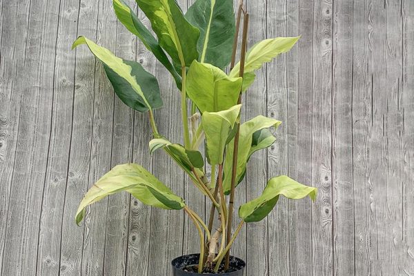 Philodendron Thai Sunrise (rare)