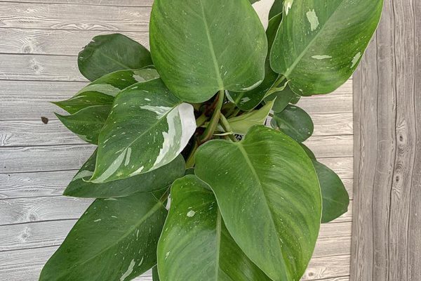 Philodendron White Princess