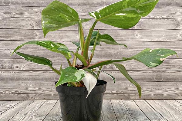 Philodendron White Princess (rare)