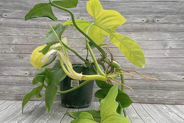 Philodendron bipenifolium Gold Hammerhead 2