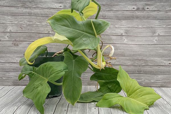 Philodendron bippenifollium Gold Hammerhead (rare)