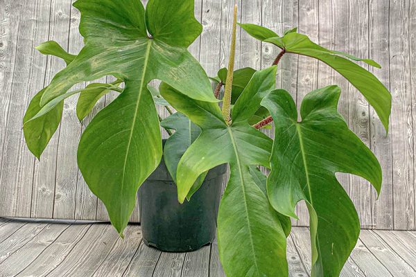 Philodendron squamiferium (rare)