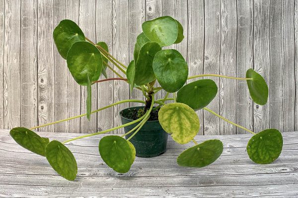 Pilea Peperomiodes Chinese Money Plant