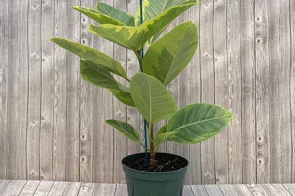 Platycodon Fugi Blue Grandiflorus