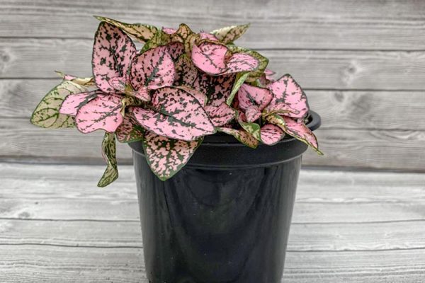 Polka Dot Hypoestes