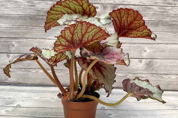 Rex begonia plant