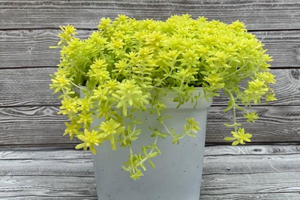 Sedum Fine Gold