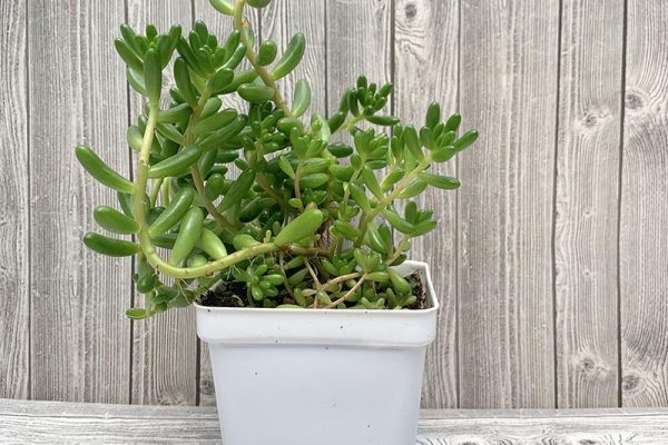 Sedum Rubrotinctum Pork and Beans