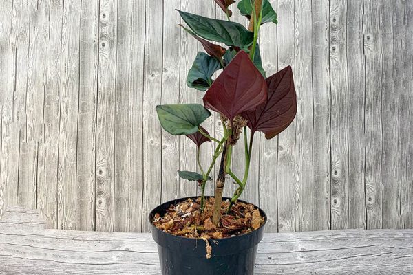 Syngonium Erythrophyllum Red Arrow