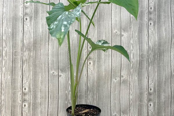 Syngonium podophyllum Trileaf Wonder