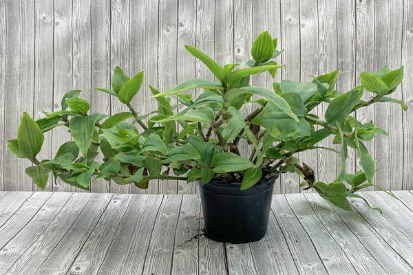 Tradescantia Blushing Bride