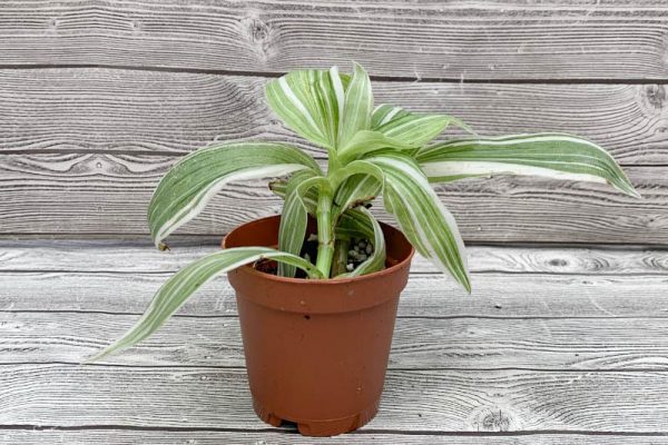 Tradescartia fluminensis Variegata